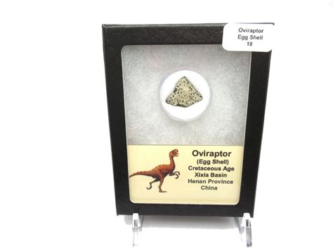 duo oviraptor egg sale fossil